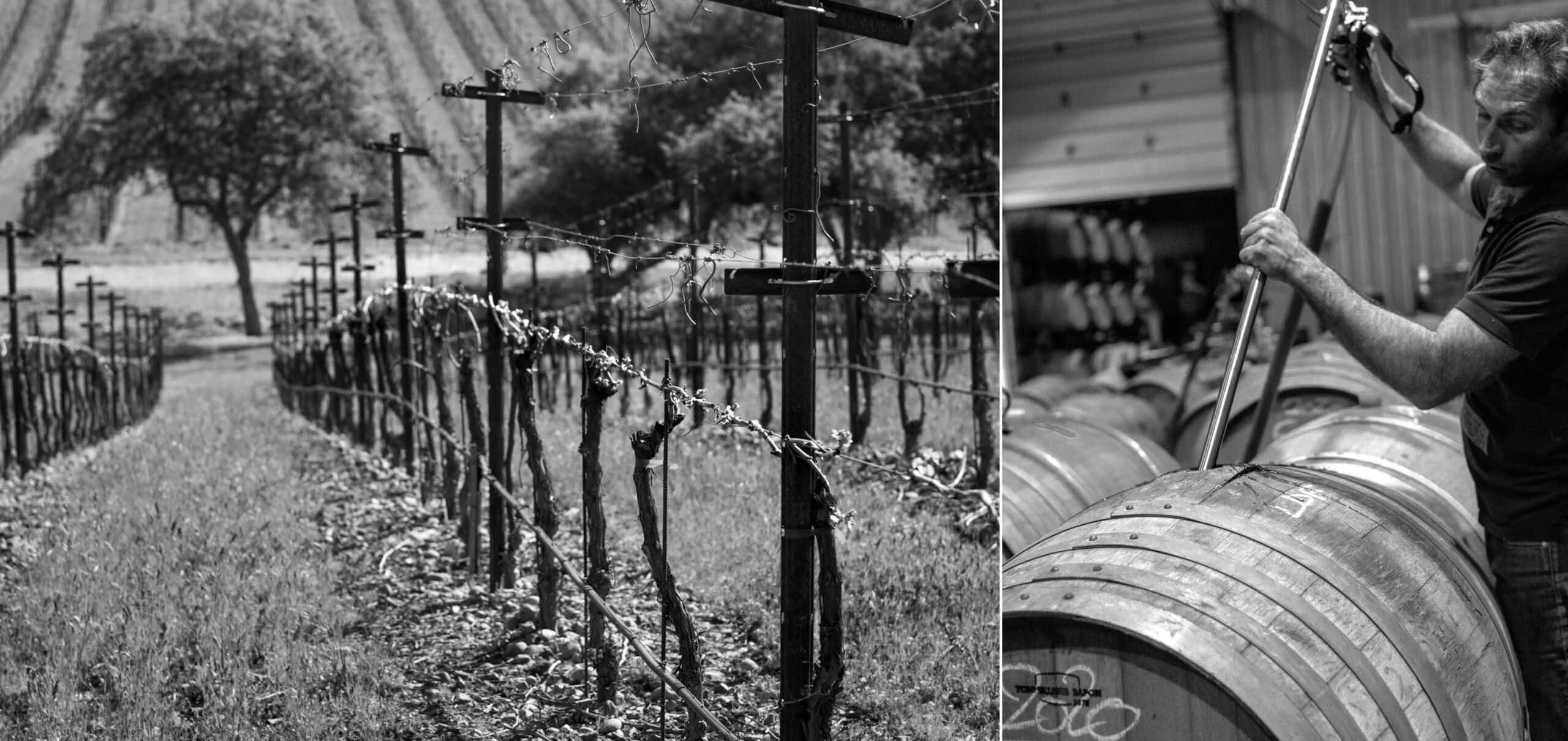 Two pictures: Left - A Paso Robles vineyard right: Guillaume Fabre with a wine barrel
