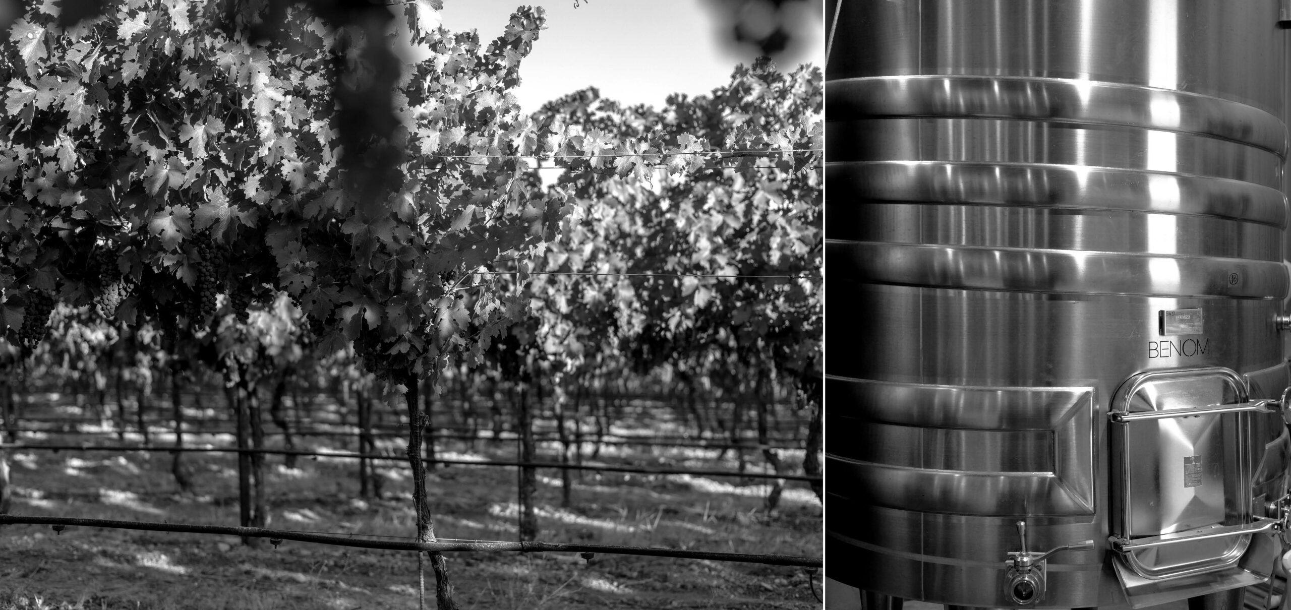 Two photos: left- a Paso Robles wine vine, right- a stainless steel tank