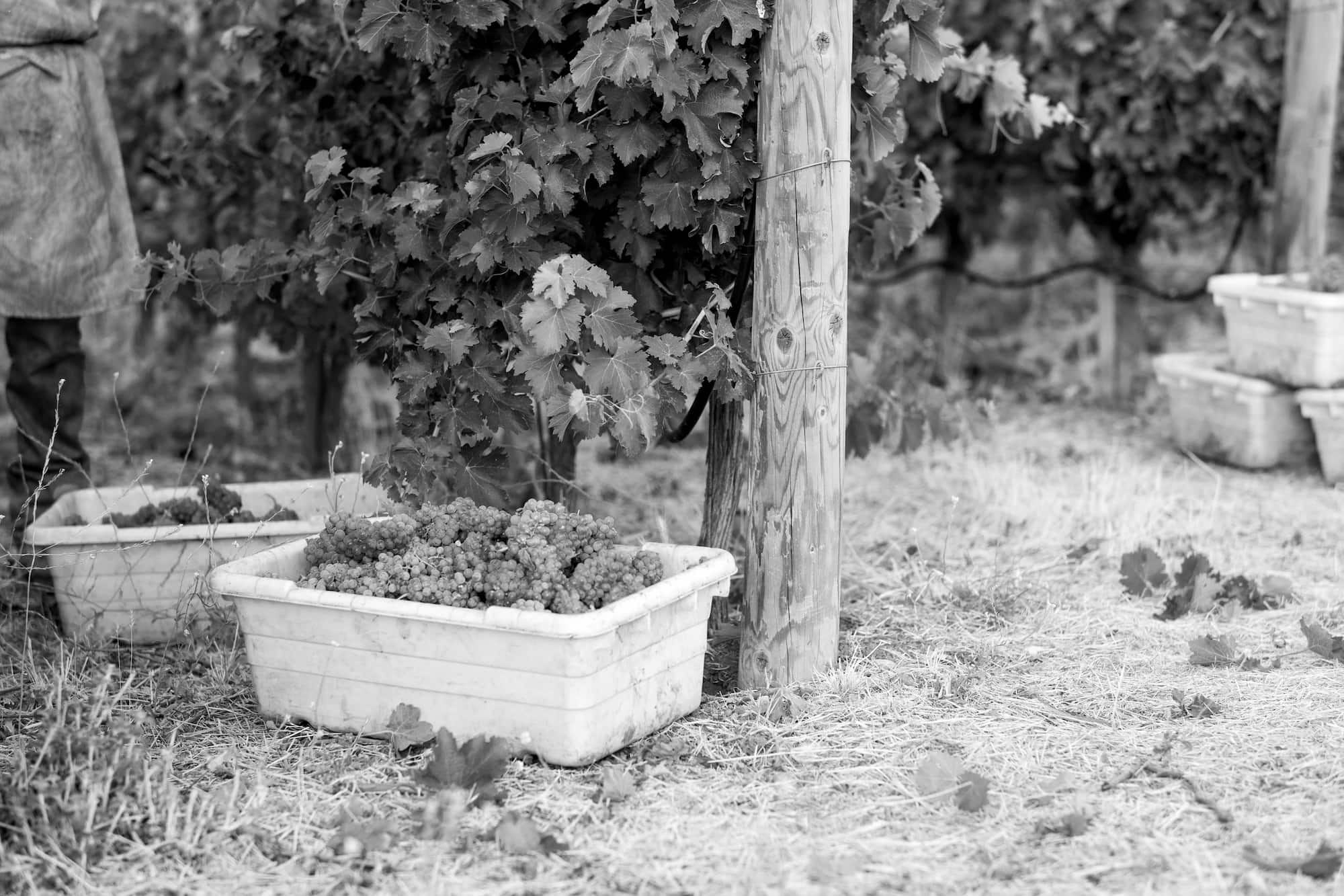 A bin of picked wine grapes under a vine during the winemaking process