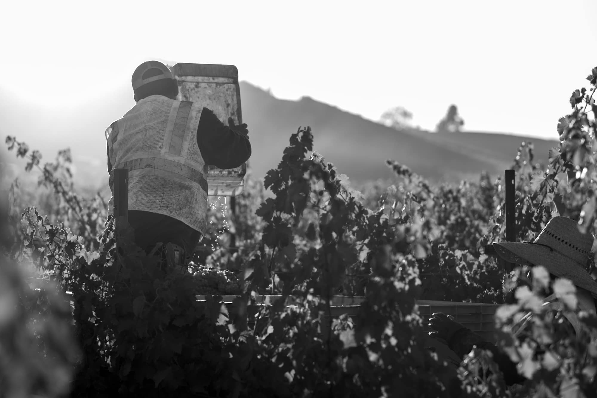 A harvest worker transporting grapes in a vineyard