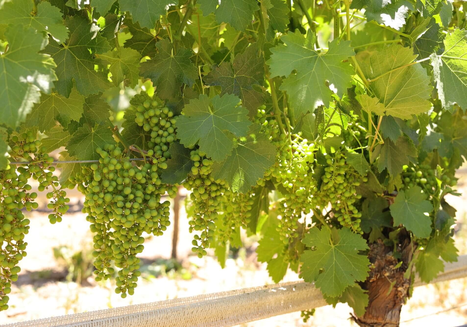 Wine grapes forming on a vine