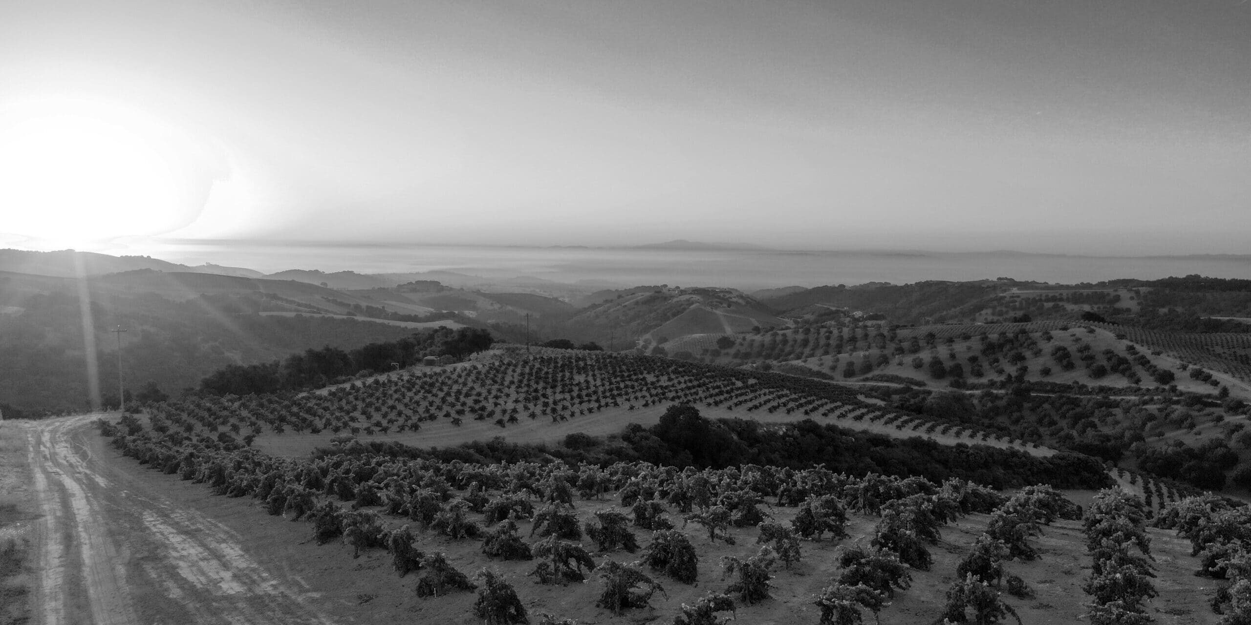 A Paso Robles wine vineyard in black and white