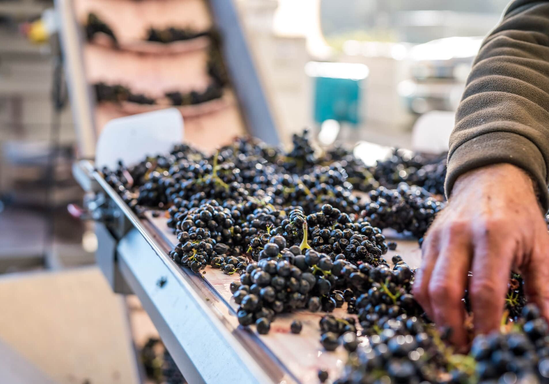 A hand sorting grapes during wine harvest