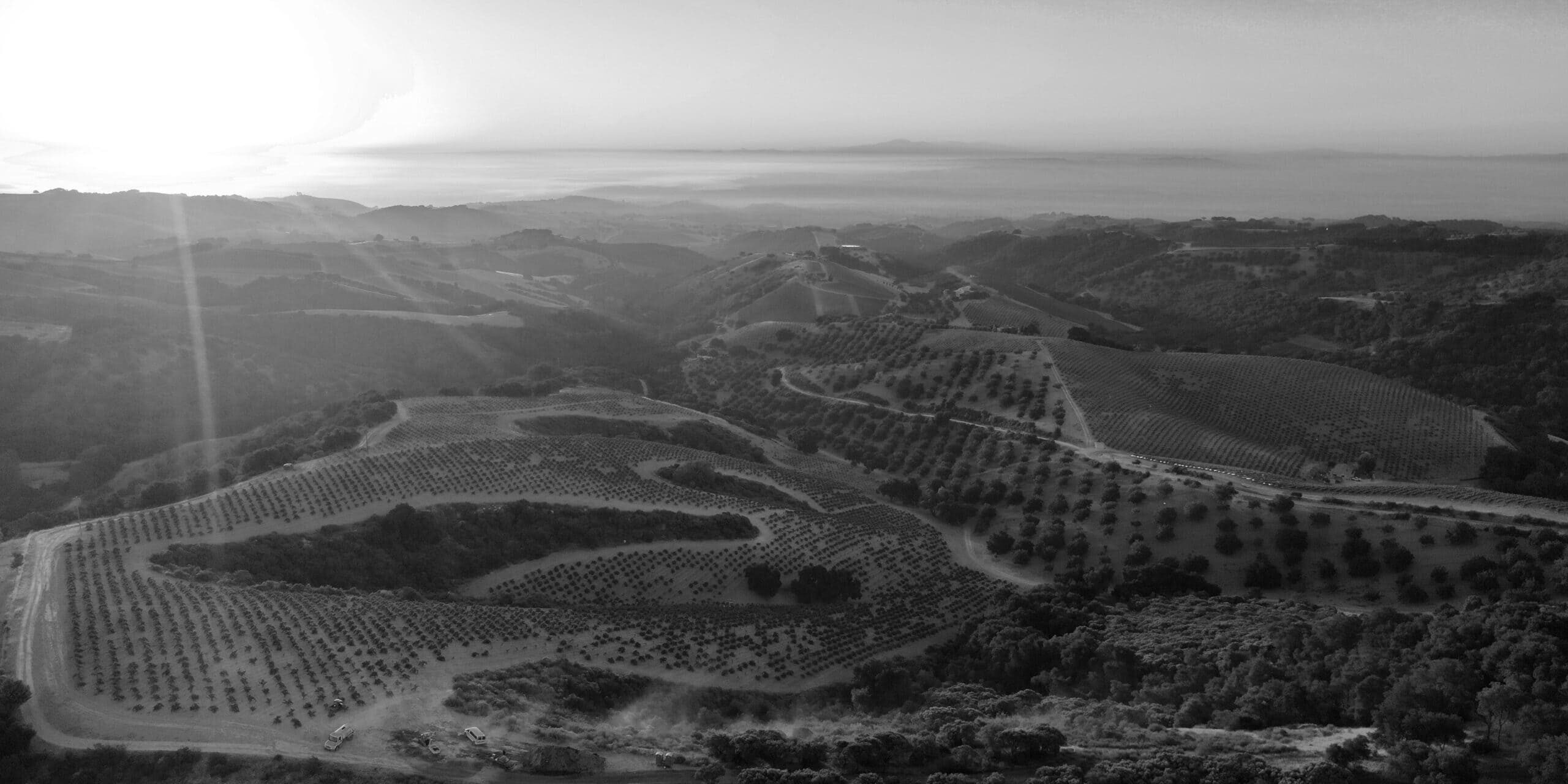 Overhead view of Paso Robles wineries in black and white