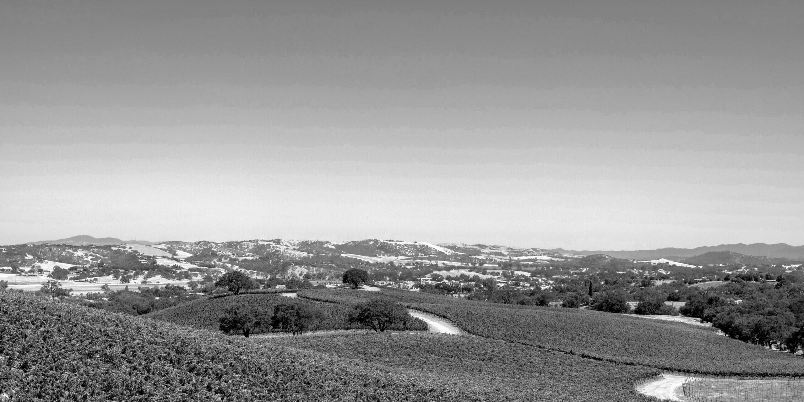 The rolling hills of Paso Robles with vineyards in black and white