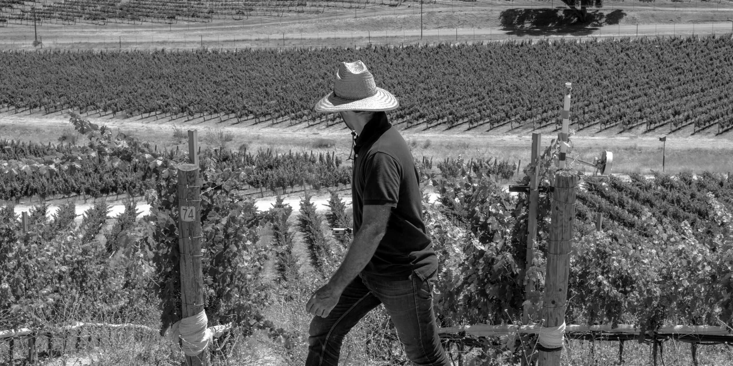 Guillaume Fabre walking through a Paso Robles vineyard