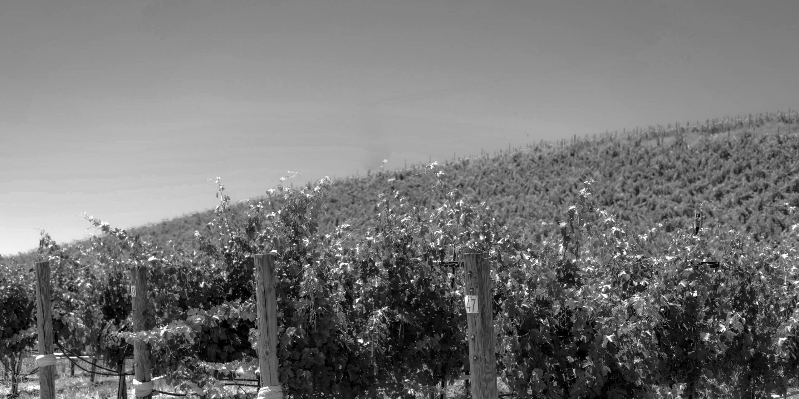 A Paso Robles vineyard growing up a rolling hill