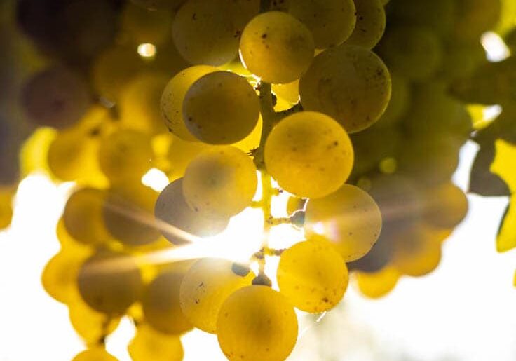 The sun shining through a cluster of Sauvignon Blanc grapes