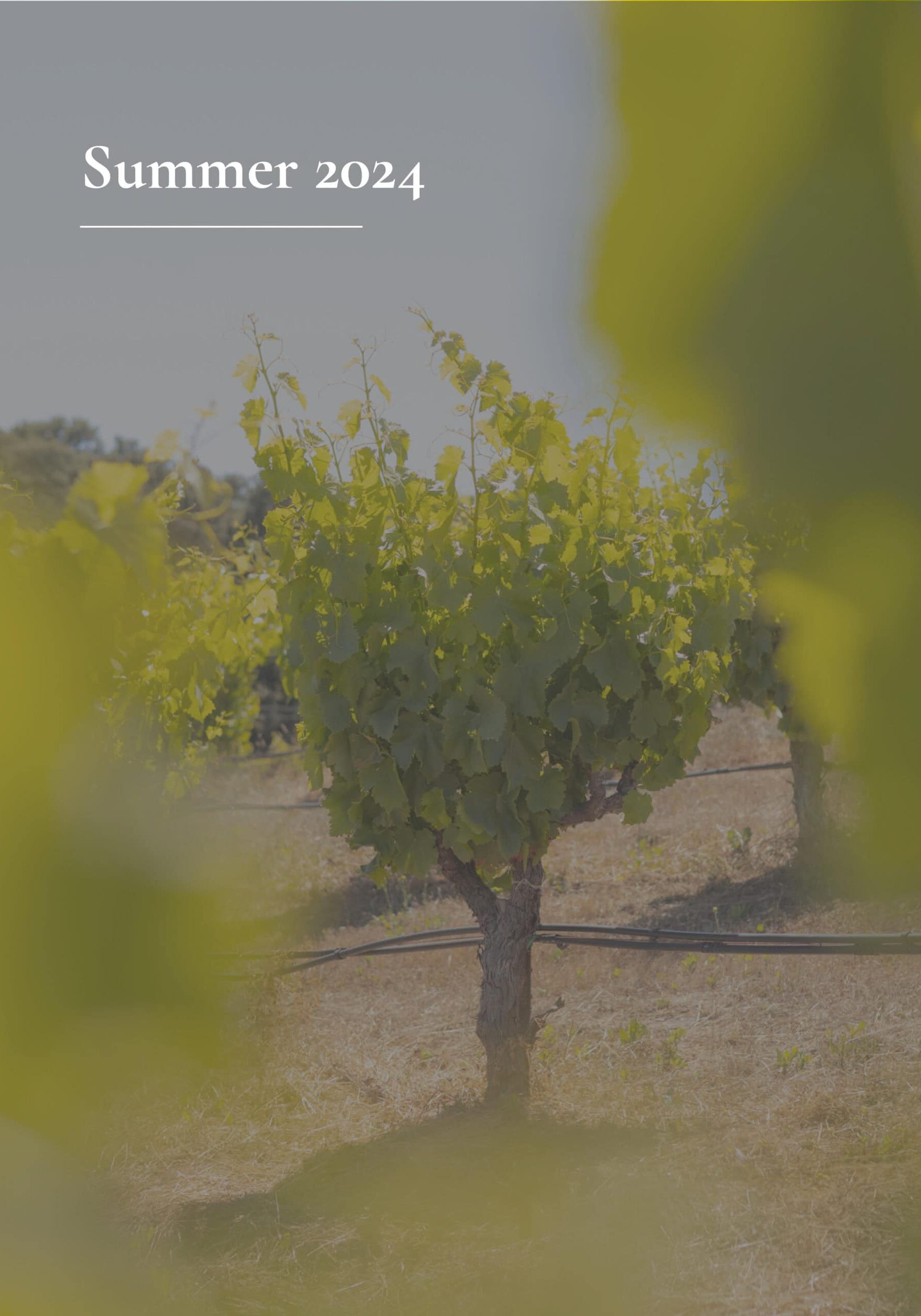 Summer 2024 Newsletter link and photo of a vine