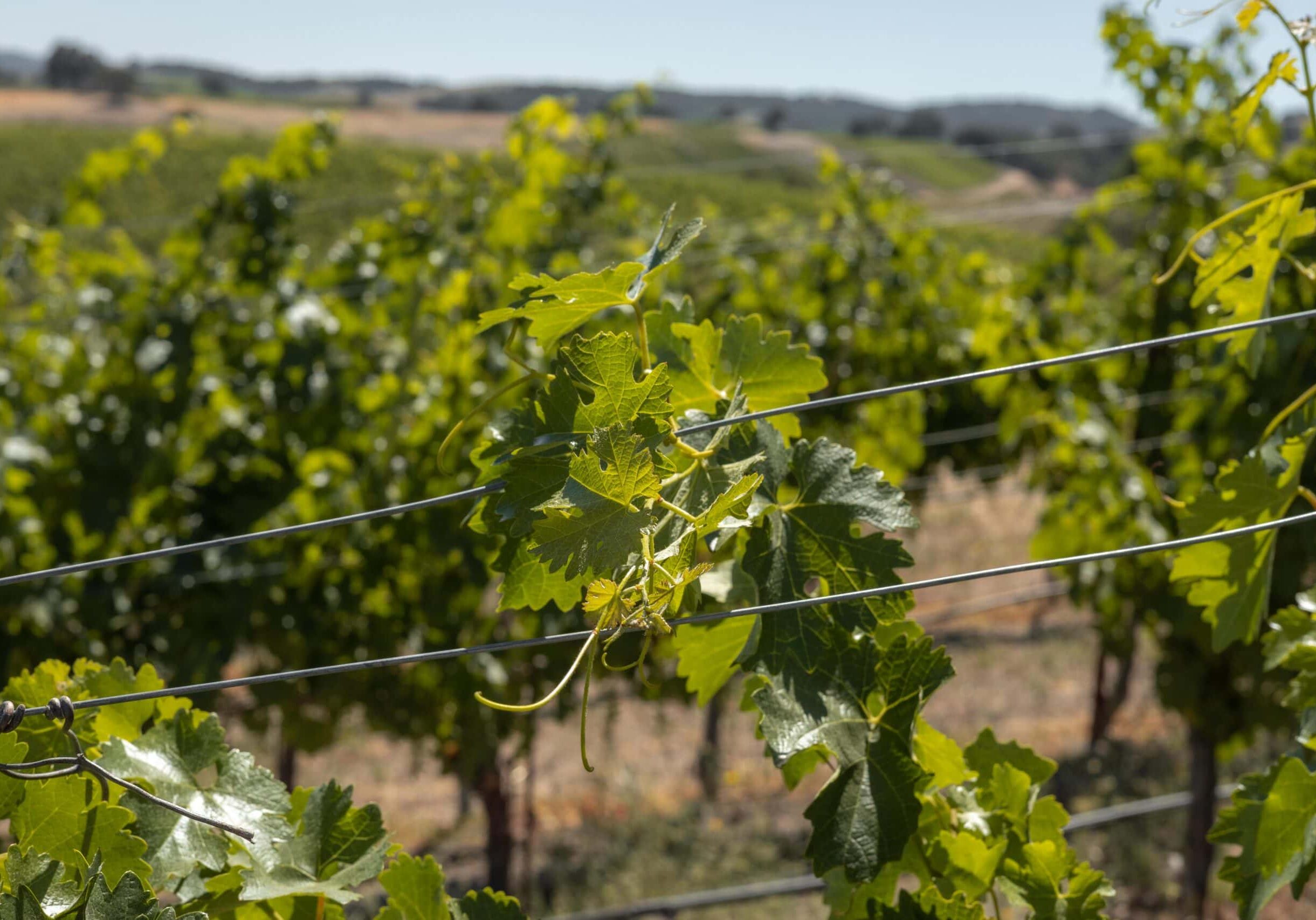 A vine growing against a wire
