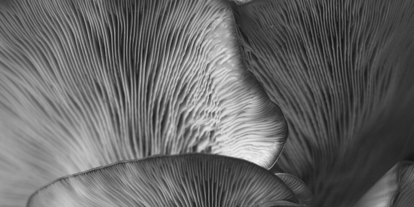 Closeup of a mushroom