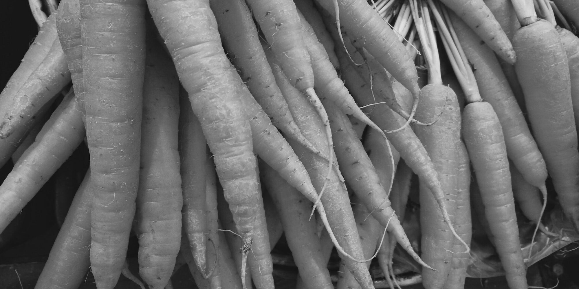 Closeup of carrots
