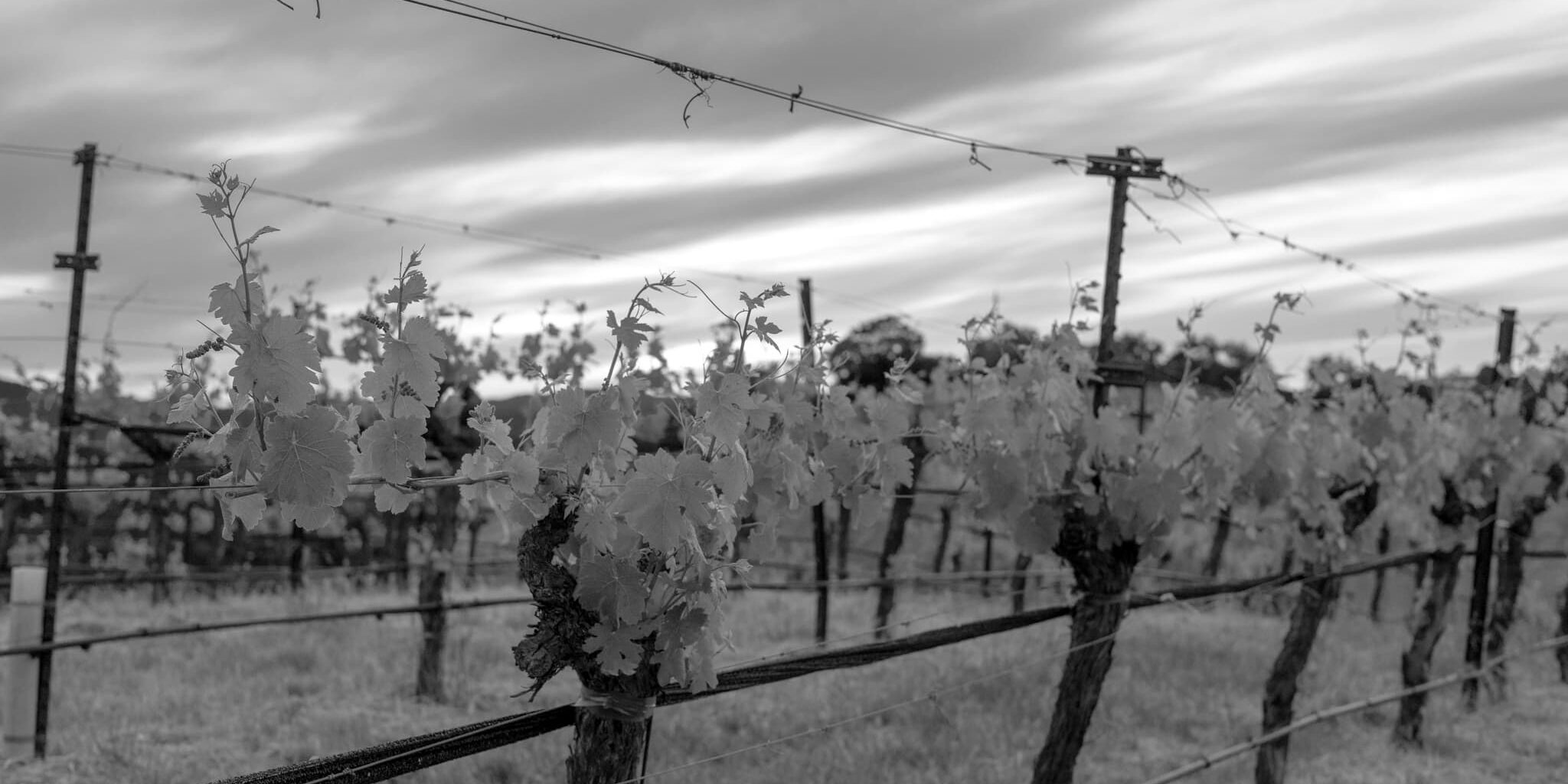 Paso Robles vineyard leaves in black and white